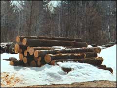 A pile of freshly cut timber to be sawn for wood flooring